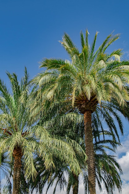 Weelderige palmen tegen de blauwe lucht