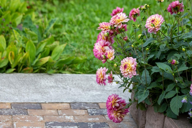 Weelderige roze dahlia bloemen in een bloembed in de zomer Tuinieren meerjarige bloemen landschapsarchitectuur Met kopieerruimte