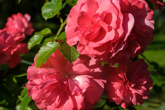 Weelderige roze rozen mooie bloesem bloemen Chinees of tea rosa Rozenbottel Mooie bloesem bloem op zonnige zomerdag Tuinieren bloemisterij landschapsarchitectuur concept Voor covers ansichtkaarten