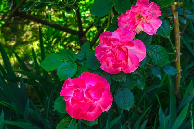 Weelderige struik van bonte roze rozen mooie bloesem bloemen op zonnige zomerdag Tuinieren bloemisterij landschapsarchitectuur concept voor covers ansichtkaarten kopieer ruimte