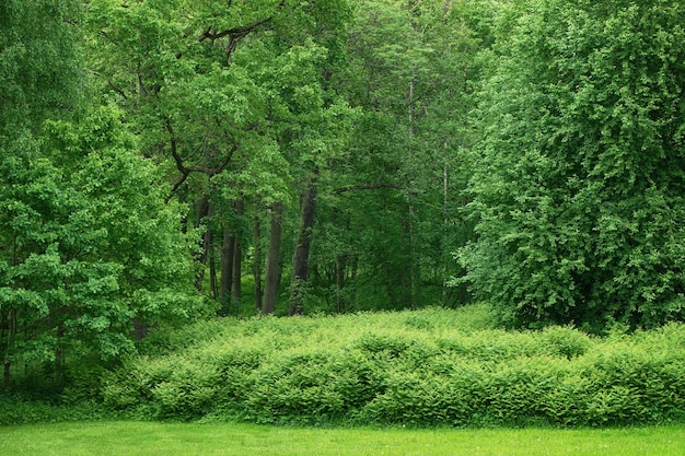 Weelderige struiken en bomen in de schilderachtige natuur van een bospark