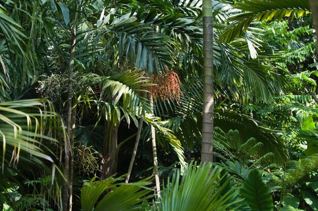 Weelderige tropische vegetatie