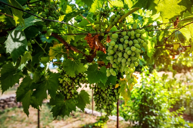 Weelderige witte groene druif in de wijngaard