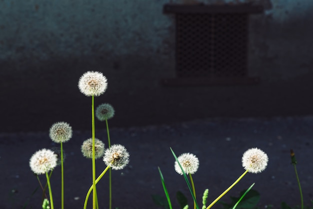 Weelderige witte paardebloemen groeien op achtergrond van betonnen muur met luik in schaduw met kopie ruimte. Mooie bloem dichtbij asfalt tegen van dicht het opbouwen.