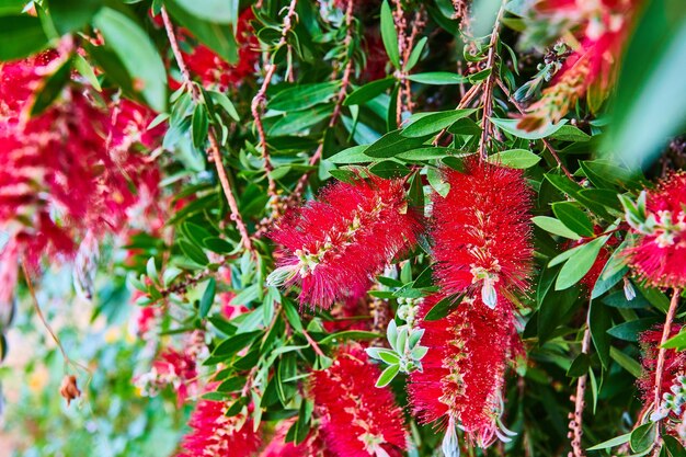 赤い毛の花がく 泣くボトルブラッシュの木