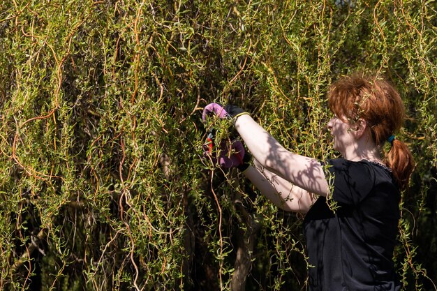 Photo weeping willow in early spring redhaired pruns pruning shears and too long hanging tree branches