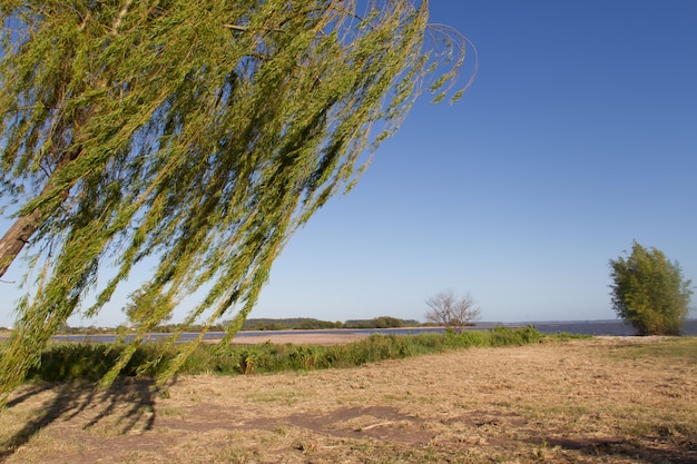 weeping willow in summer over the sky