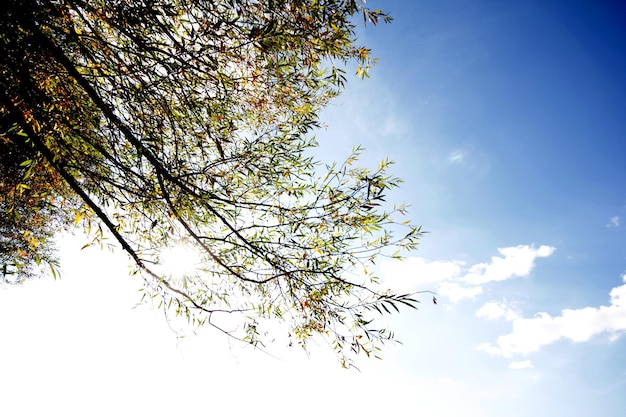 Weeping Willow