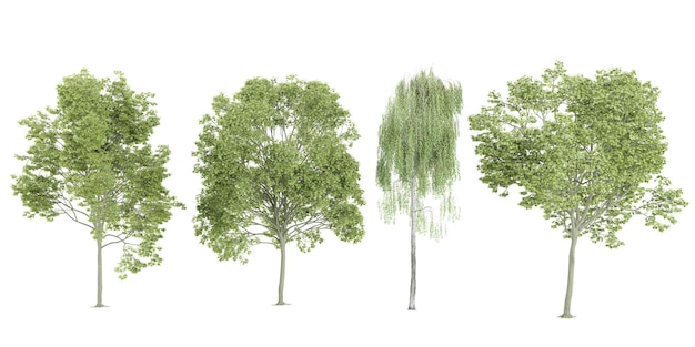 Photo weeping willowacer platanoides trees on transparent background for illustration digital composition and architecture visualization