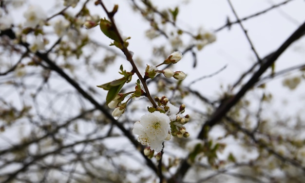 Weerafwijking. Sneeuwval in mei. Verse sneeuw op bloeiende kersenboomtakken.