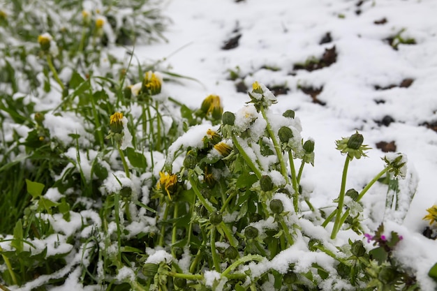 Weerafwijking. Sneeuwval in mei. Verse sneeuw op groen gras.
