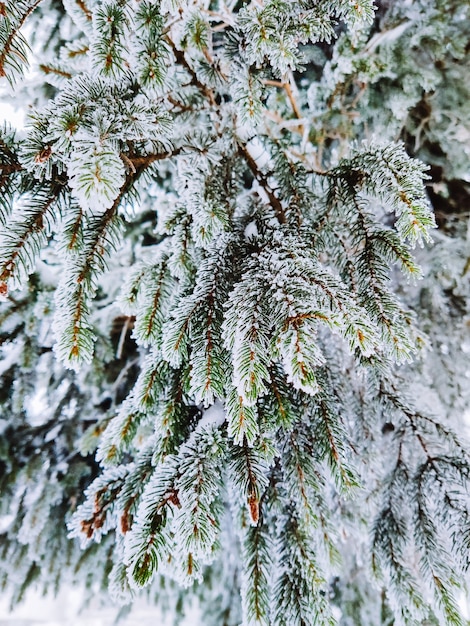 Weergave van besneeuwde dennenboom close-up kopie ruimte