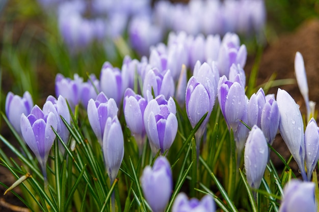 Weergave van bloeiende eerste lente bloemen crocus