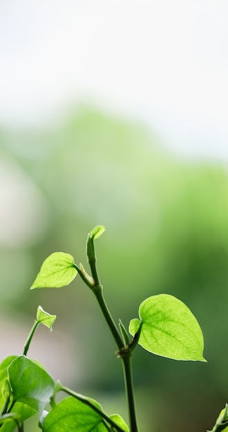 Weergave van de close-up de mooie aantrekkelijke aard van groen blad op vage groenachtergrond in tuin