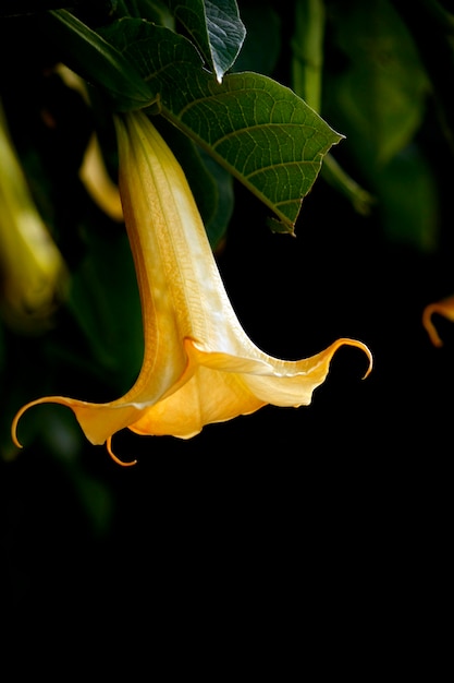 Weergave van de typische gele brugmansia bloem, ook bekend als engel trompetten.