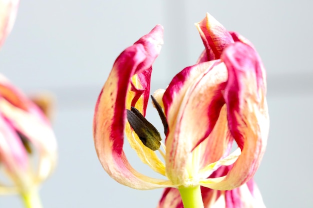 Weergave van een bloeiende tulp Geen verse bloemen