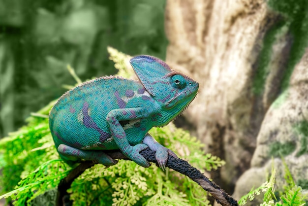 Weergave van een groene kameleon Grappig huisdier selectieve focus