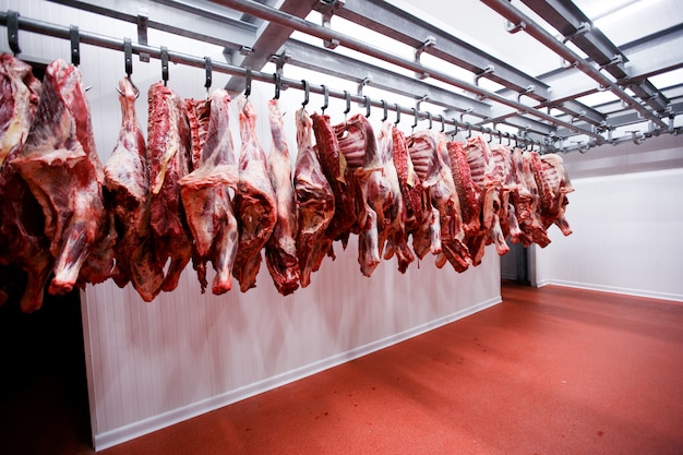 Weergave van een halve koe brokken vers opgehangen en gerangschikt in een grote koelkast in de koelkast vleesfabriek.