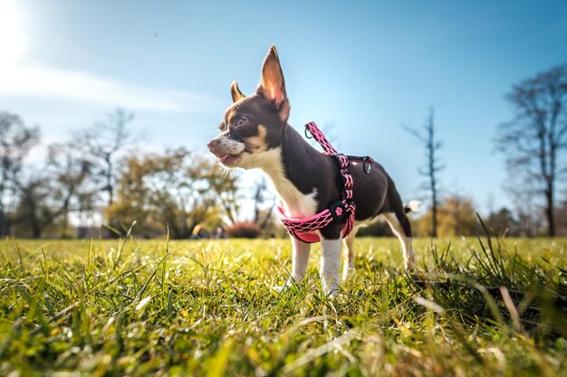 Weergave van een hond die wegkijkt op het veld