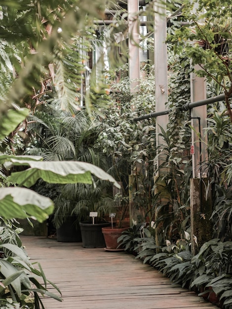 Weergave van een oude tropische serre met groenblijvende planten, palmen, lianen