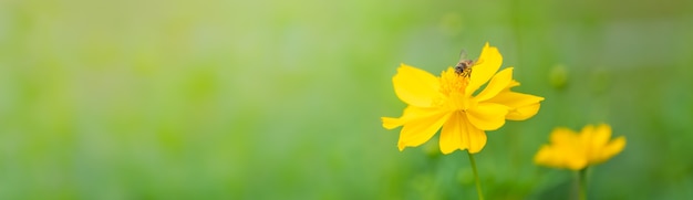 Weergave van honingbij met gele kosmosbloem op wazig groene natuur achtergrond onder zonlicht met kopie ruimte gebruiken als achtergrond natuurlijke flora insect