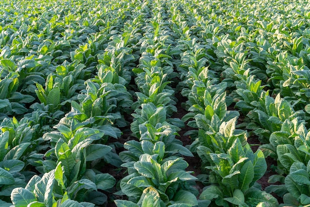 Weergave van jonge groene tabaksplant in veld. Tabaksindustrie voor landbouw en export.