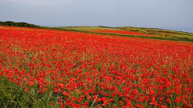 Foto weergave van klaprozen in bloei in een veld in west pentire cornwall