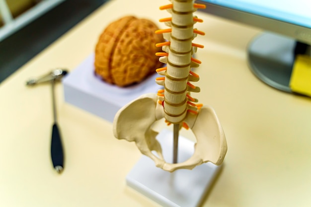 Weergave van menselijk hersenmodel, wervelkolommodel en neurochirurgiehummer.