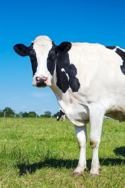 Foto weergave van mooie koe op groen gras met blauwe hemel