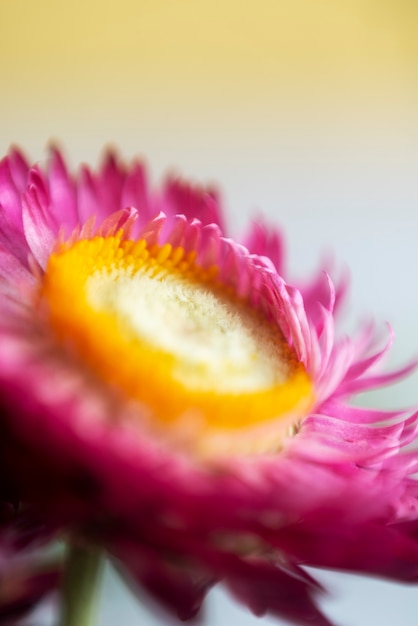 Weergave van natuurlijke wazige bloem