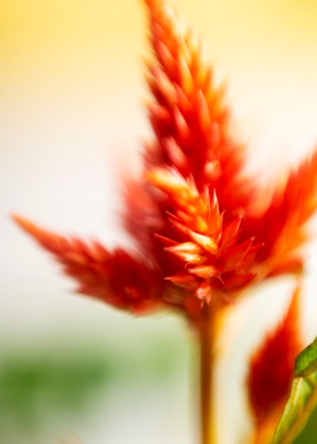 Weergave van natuurlijke wazige bloem