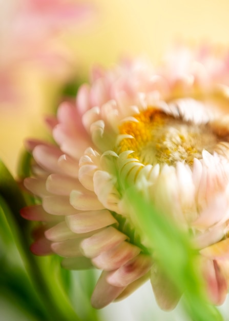 Weergave van natuurlijke wazige bloem