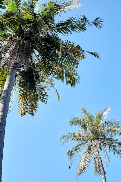 Weergave van palmbomen tegen heldere hemel