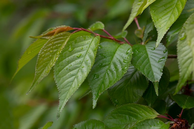 Weergave van Prunus serrulata Japanse kersenbladeren na de regen in de lente Natuurlijke achtergrond