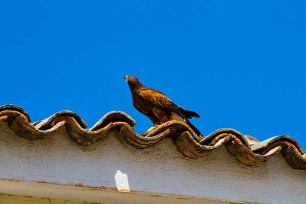 weergave van roofvogels, steenarend