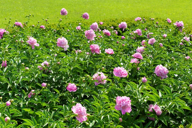 Weergave van roze pioen bloemen op planten