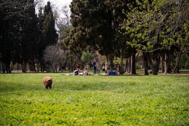 Foto weergave van schattige hond genieten van tijd in de natuur in het park