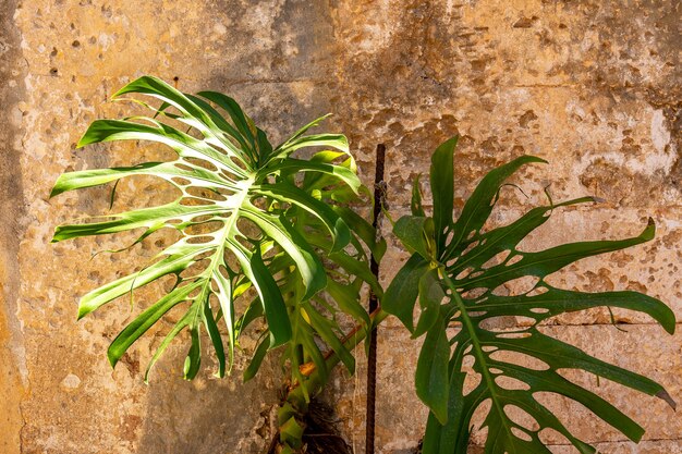 Weergave van tropische groene palmtak op stenen achtergrond.