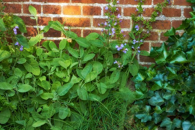 Weergave van verse peterselie tijm koriander en basilicum groeien in een moestuin thuis Textuur detail van levendige en weelderige koken aroma kruiden bloeien en ontspruiten in struiken en struiken in de achtertuin