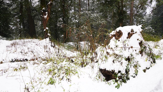 Weergave van zware sneeuwval afbeelding