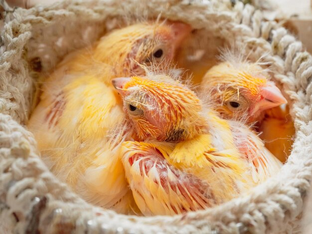 Foto weerloze kuikens slapen in het nest pas uitgekomen kanariekuiken en eieren in het nest kweken van zangvogels thuis