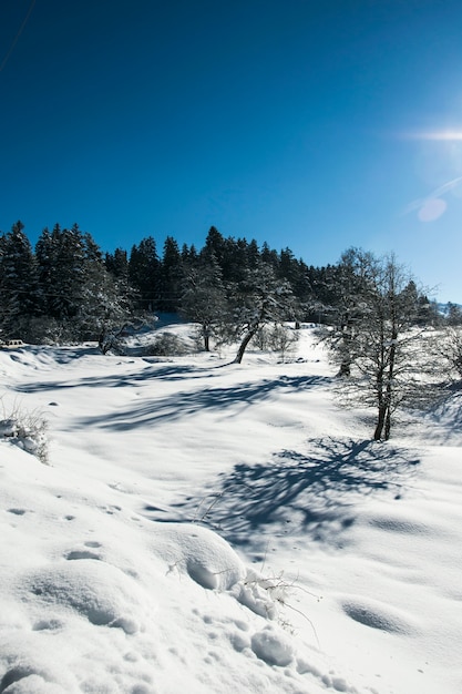 Weerspiegeling van bomen in de sneeuw