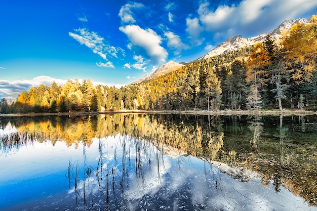 Weerspiegeling van planten in meer in een natuurreservaatpark op de alps