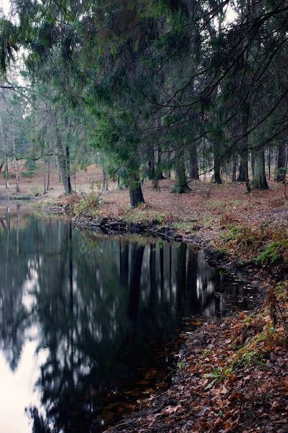 Weerspiegeling van sparren in het water van een klein bosmeer.