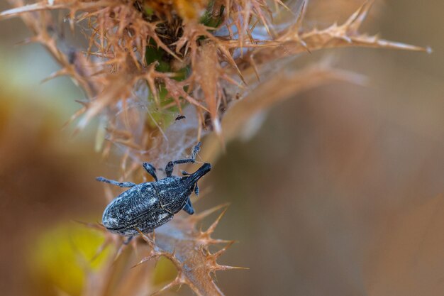 Weevil in its natural environment.