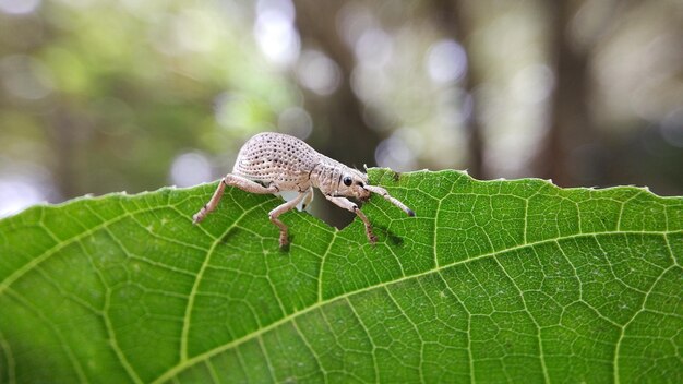 Weevil-leven in de natuur