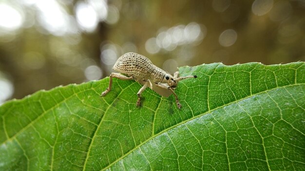 Weevil-leven in de natuur