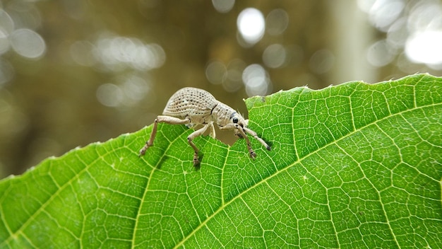 Photo weevil life in nature