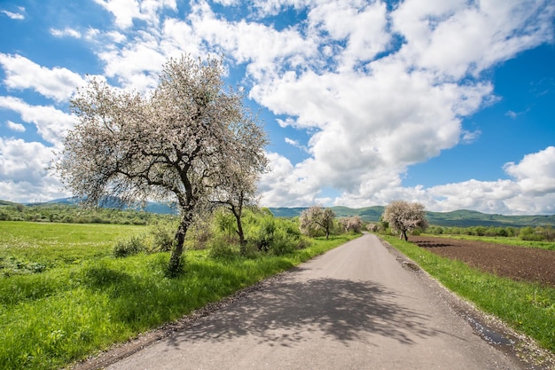 Weg die in de buurt van het platteland loopt Bomen veld in de buurt van de weg in de zomer dag hemel met wolken