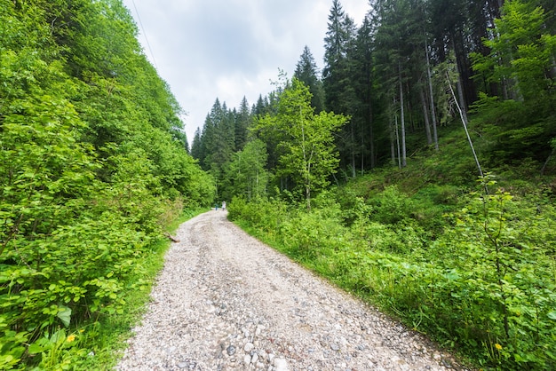 Weg die leidt naar een bos in de Karpaten